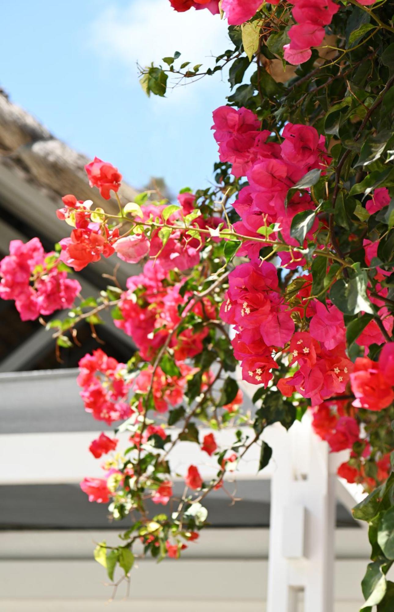 Veranda Palmar Beach Hotel & Spa Belle Mare Exterior foto